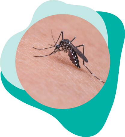 Mosquito