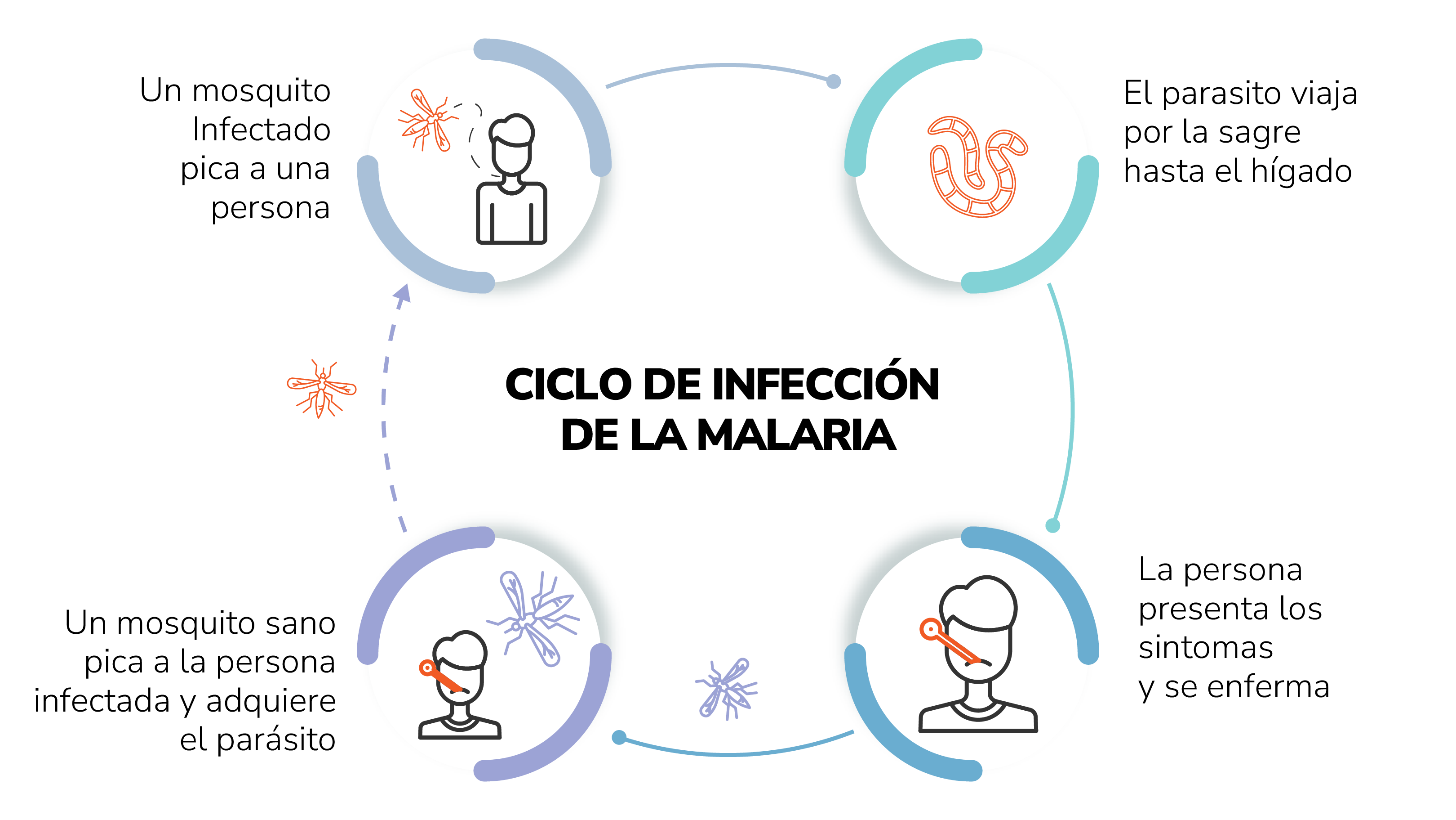 Ciclo de transmisión de la malaria